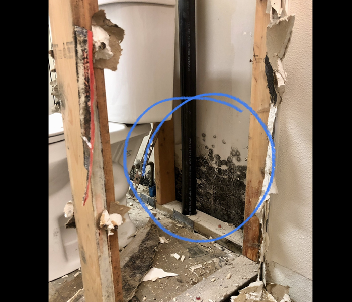 Moldy drywall behind the toilet